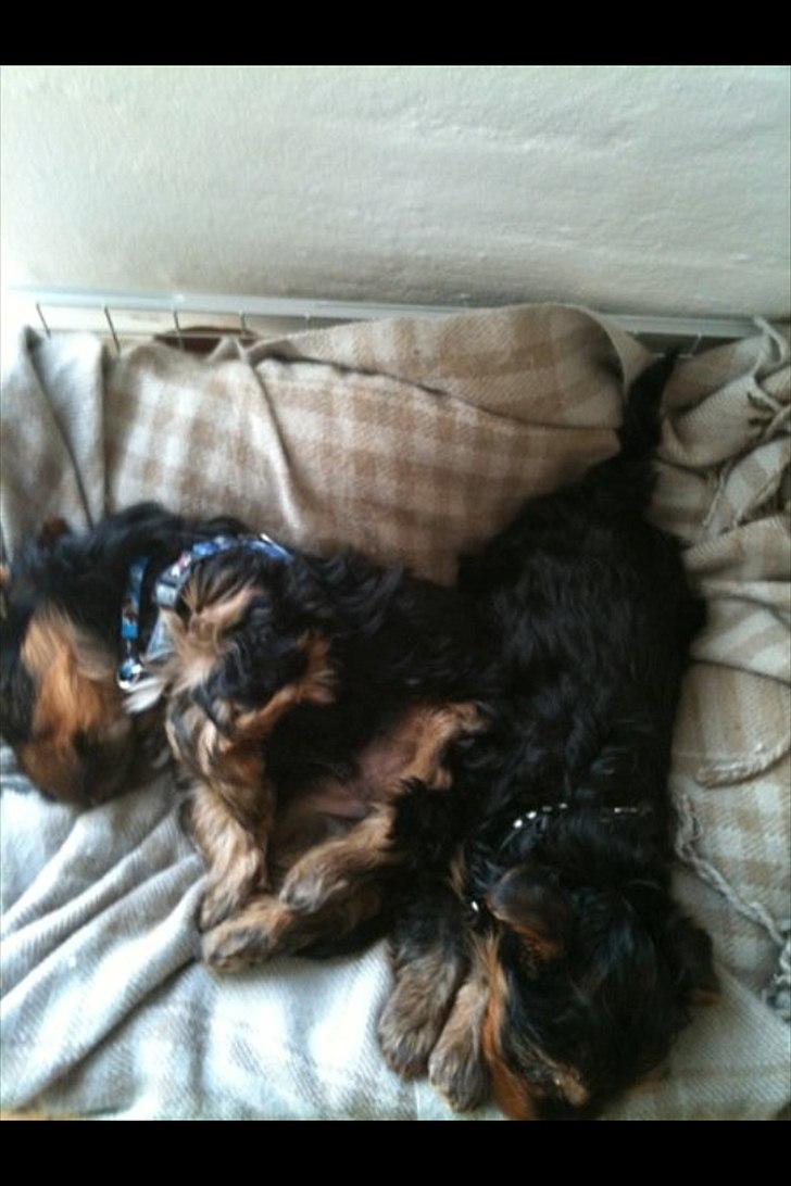 Yorkshire terrier Lucas - mig og min bror Gizmo billede 10