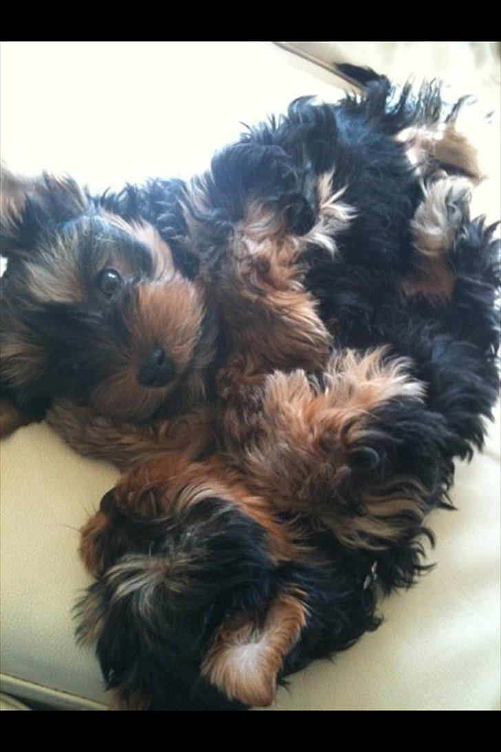 Yorkshire terrier Lucas - igen, mig og min bror Gizmo billede 11