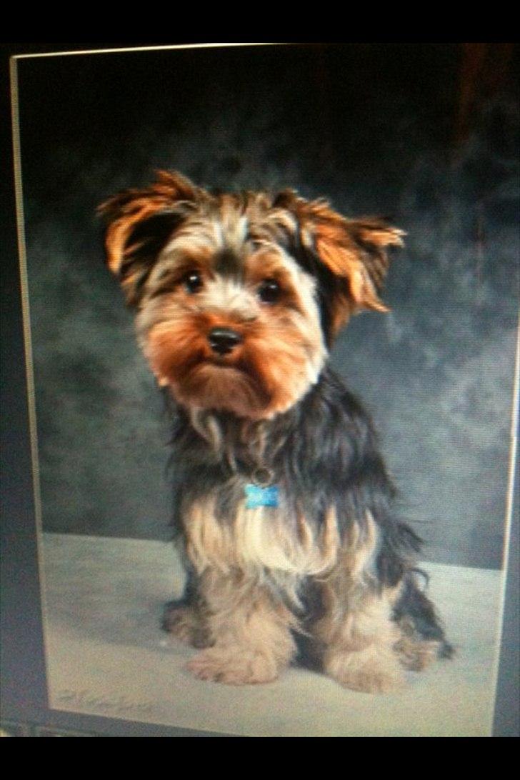 Yorkshire terrier Lucas - fra en konkurrence i Petworld 2011
en kanin vandt :-(
 billede 2