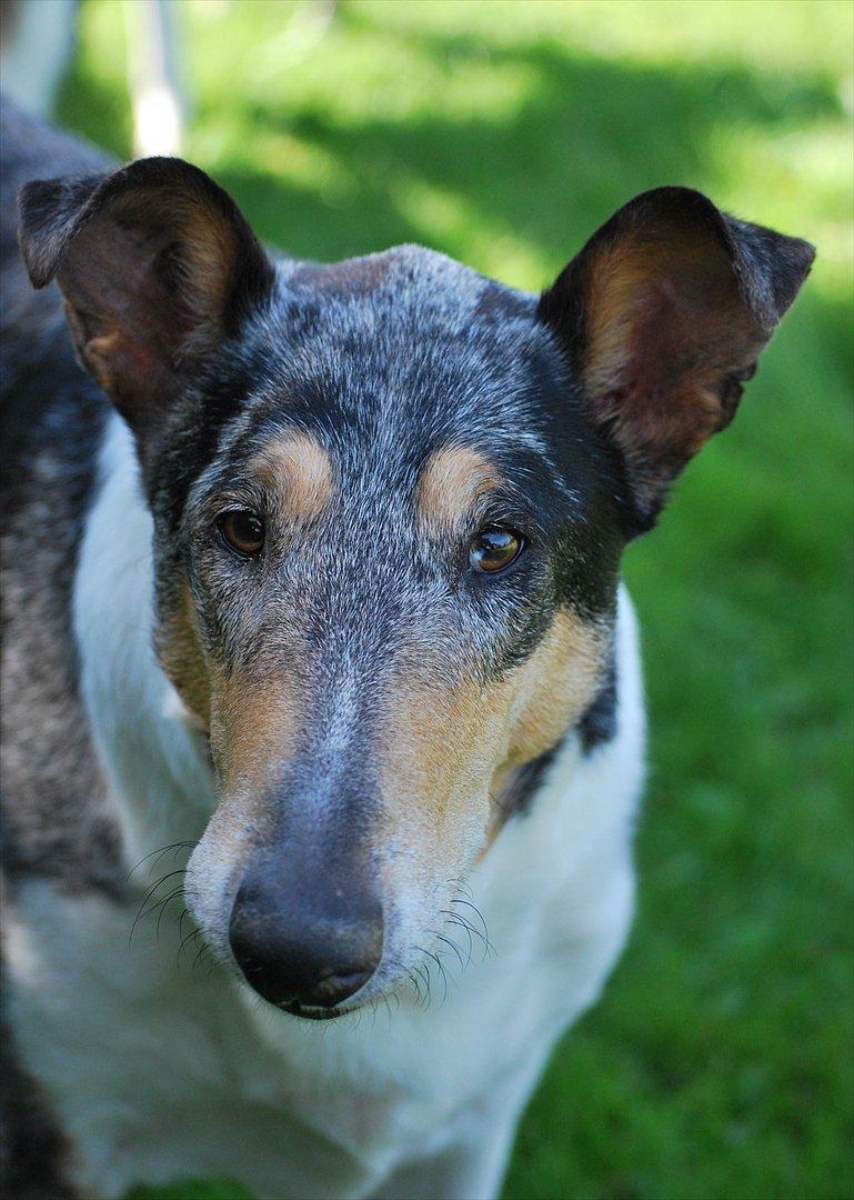 Collie korthåret Taiko Himmelhund billede 1