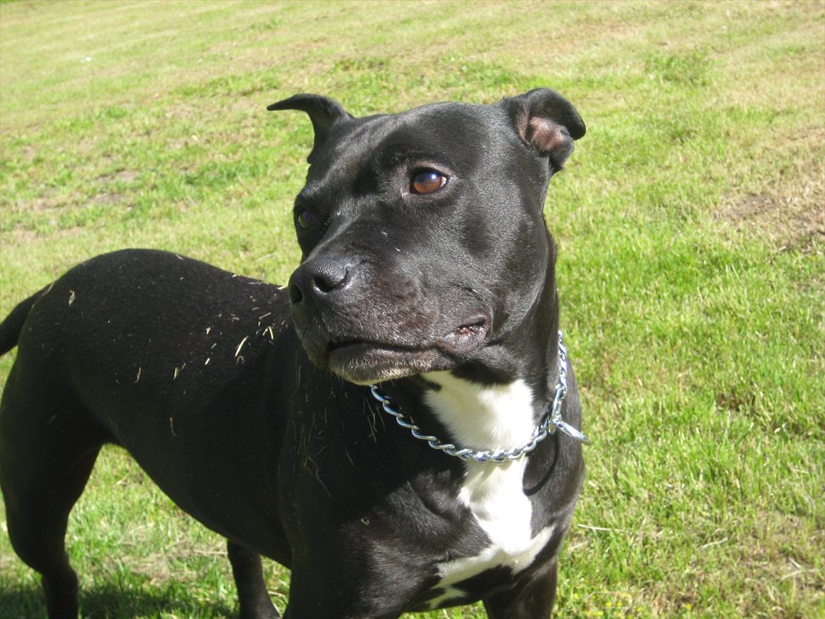 Amerikansk staffordshire terrier bine R.I.P. - Min elskede lille pige  billede 13