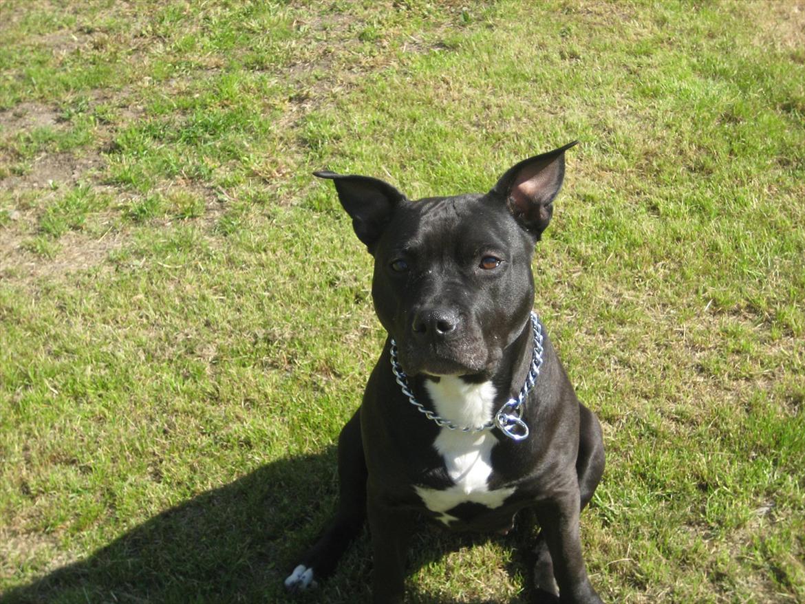 Amerikansk staffordshire terrier bine R.I.P. billede 14