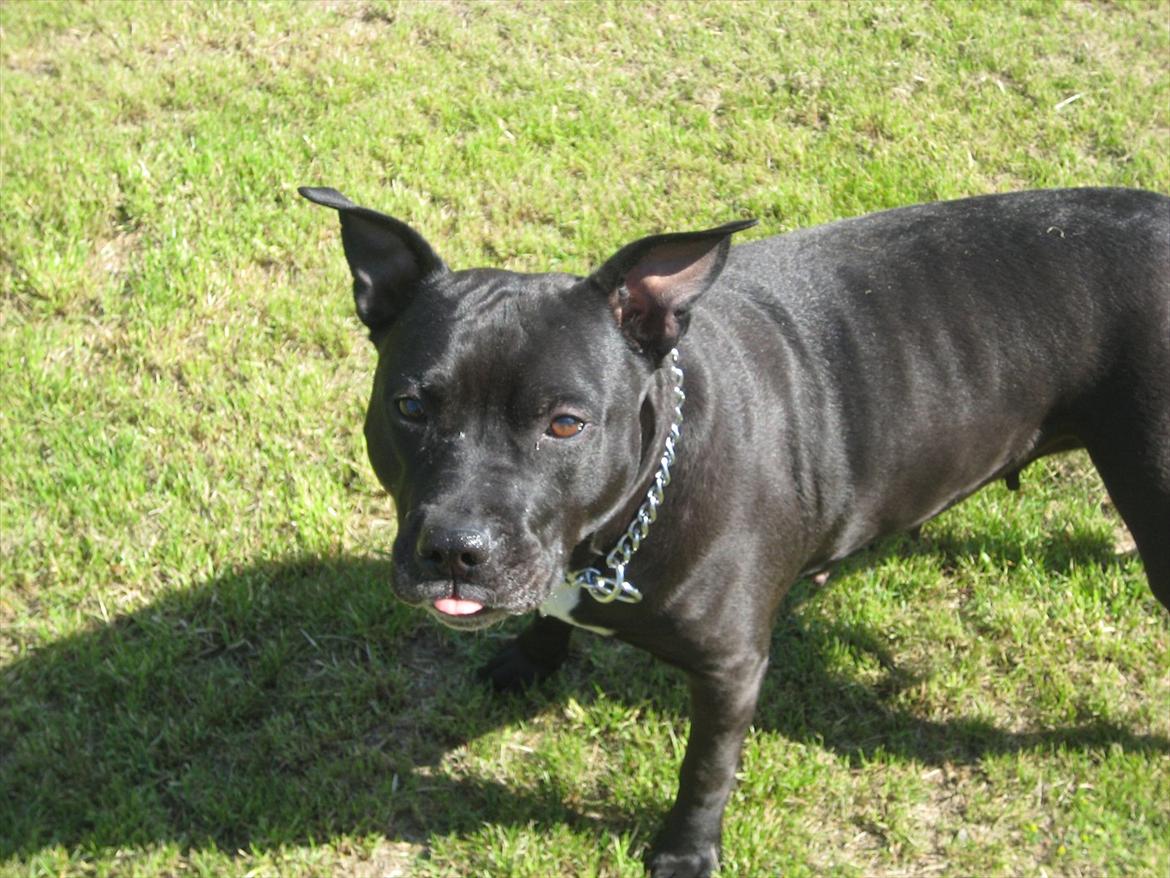 Amerikansk staffordshire terrier bine R.I.P. billede 15