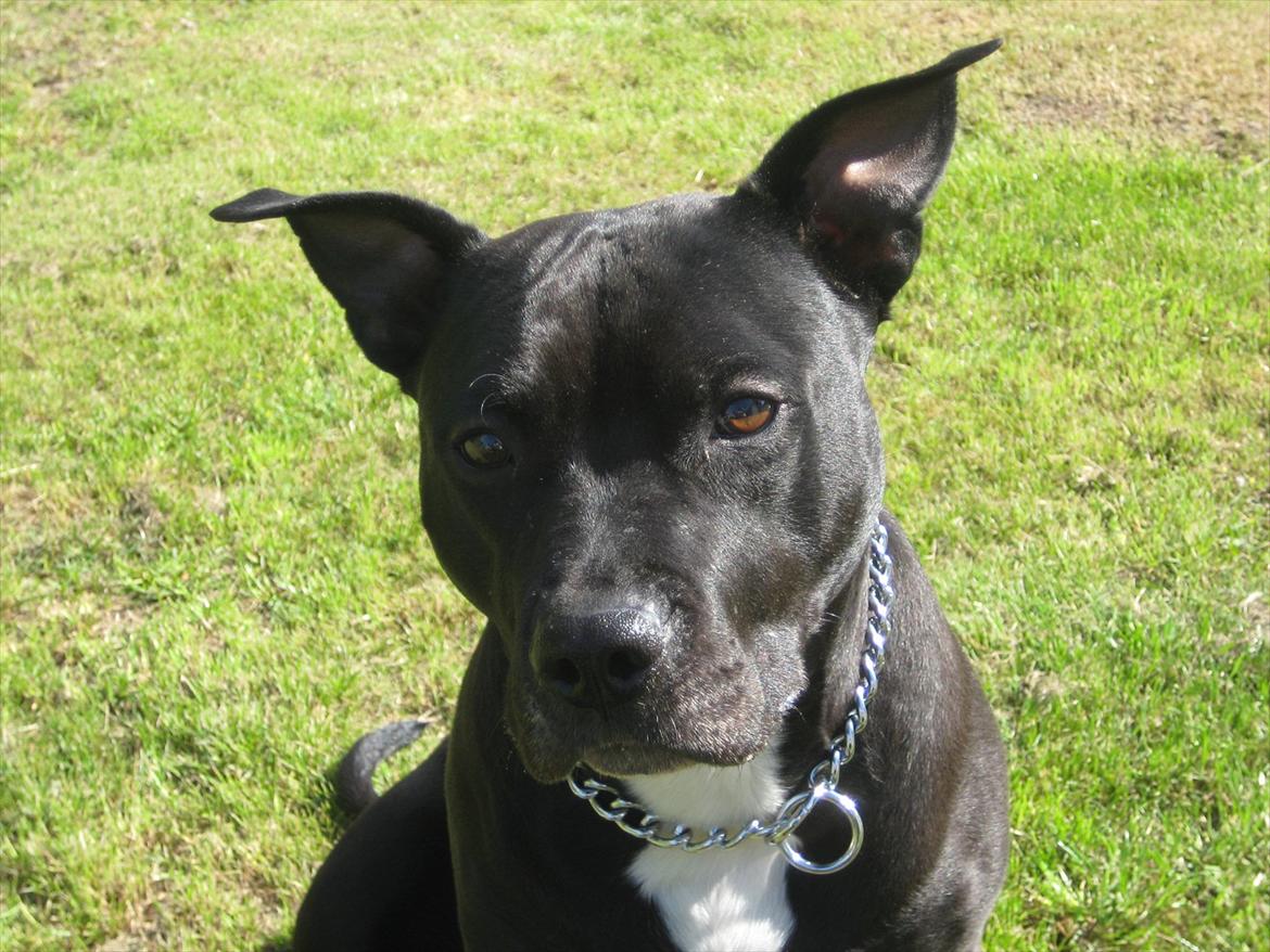 Amerikansk staffordshire terrier bine R.I.P. - min skønne pige billede 6