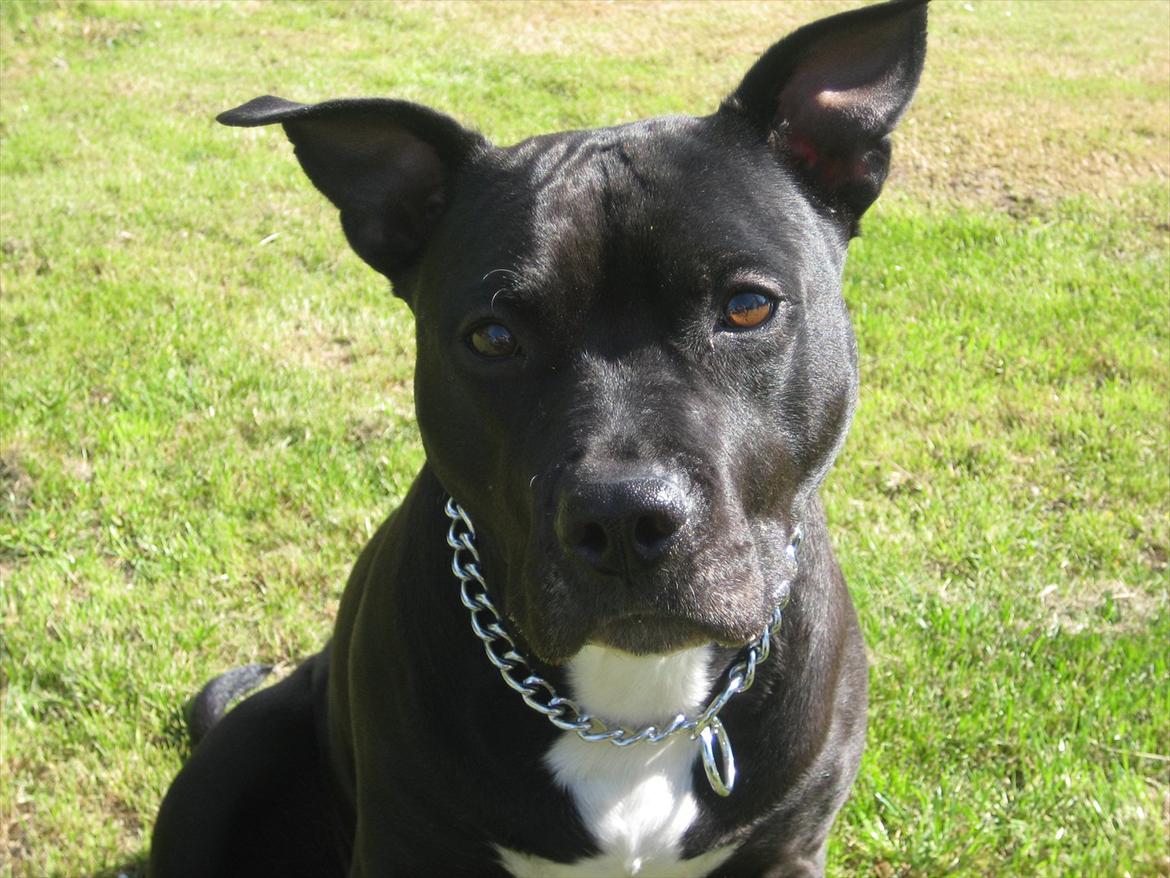 Amerikansk staffordshire terrier bine R.I.P. - smuksen <3 Du er savnet billede 1