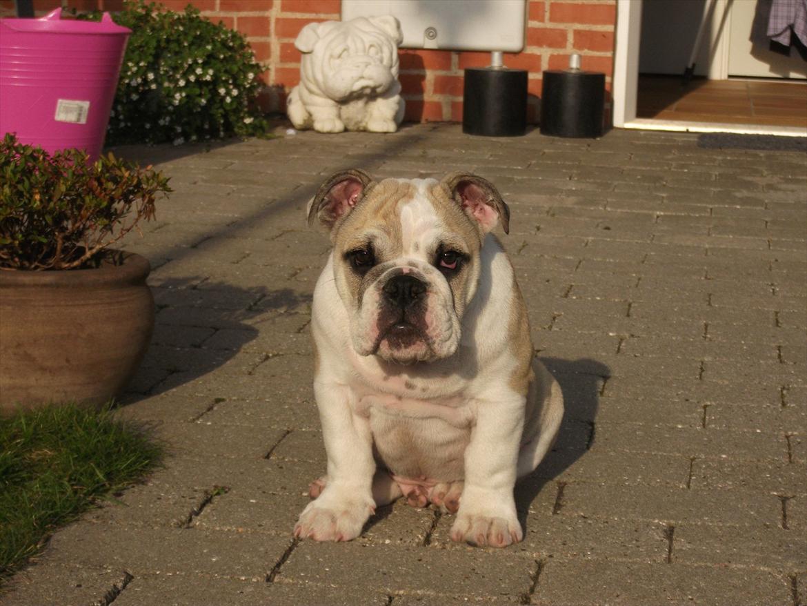 Engelsk bulldog Viggo billede 13