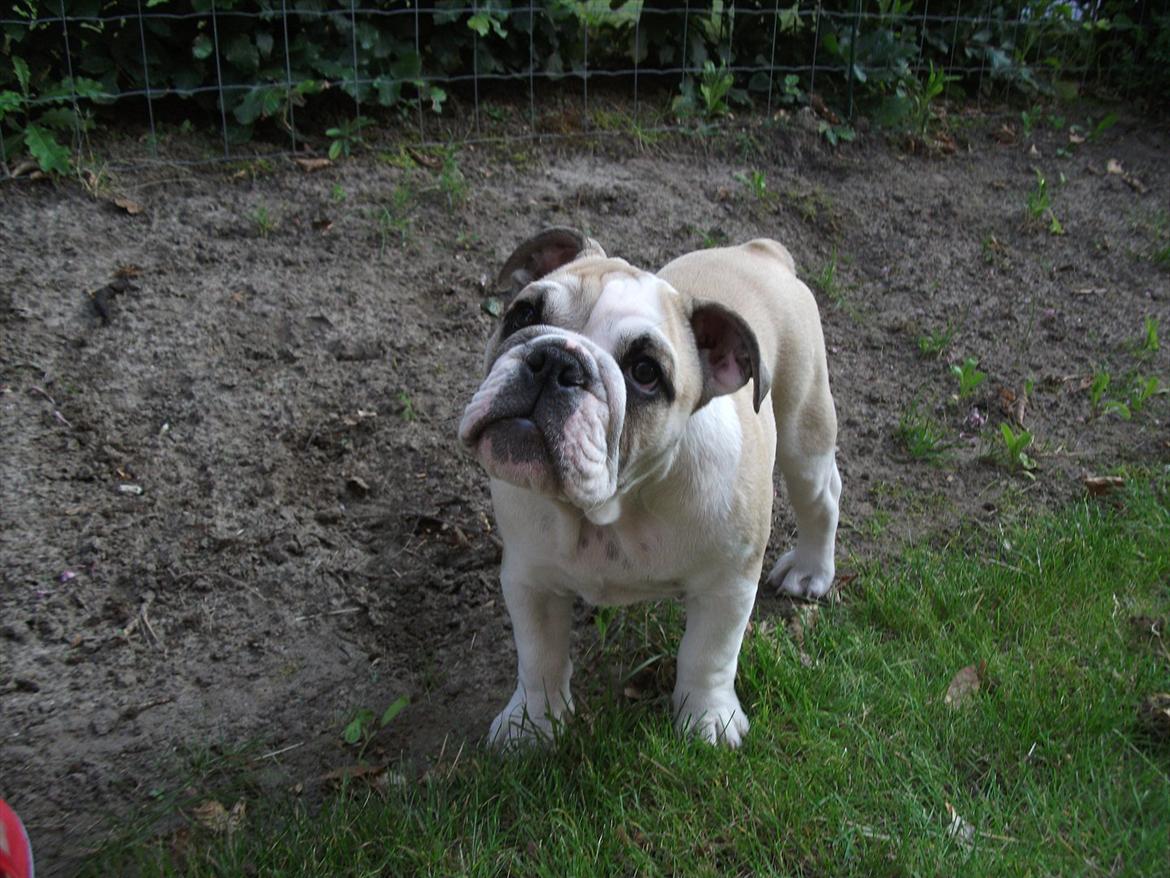 Engelsk bulldog Viggo billede 14