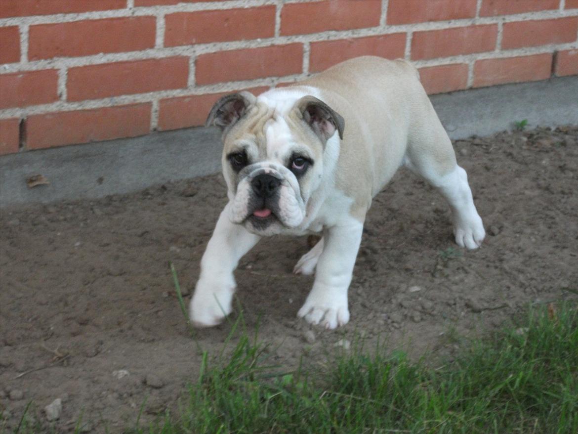 Engelsk bulldog Viggo billede 15