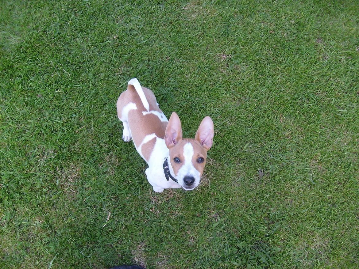 Jack russell terrier Zippo (forsvundet) - Hey du, kom lige herned! billede 2