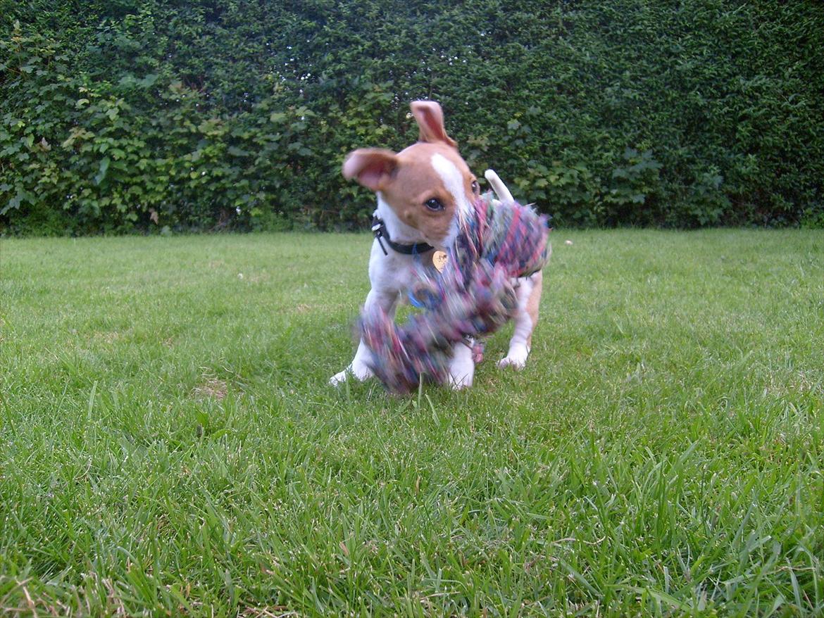 Jack russell terrier Zippo (forsvundet) - Nu skal jeg give den en ordenlig tur! billede 3