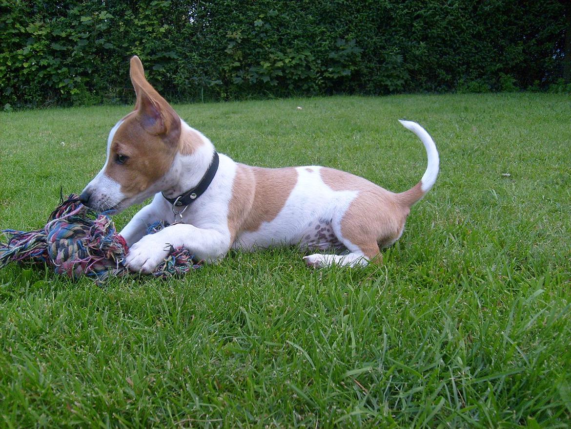 Jack russell terrier Zippo (forsvundet) - Lalalala hov hvad er det? billede 4