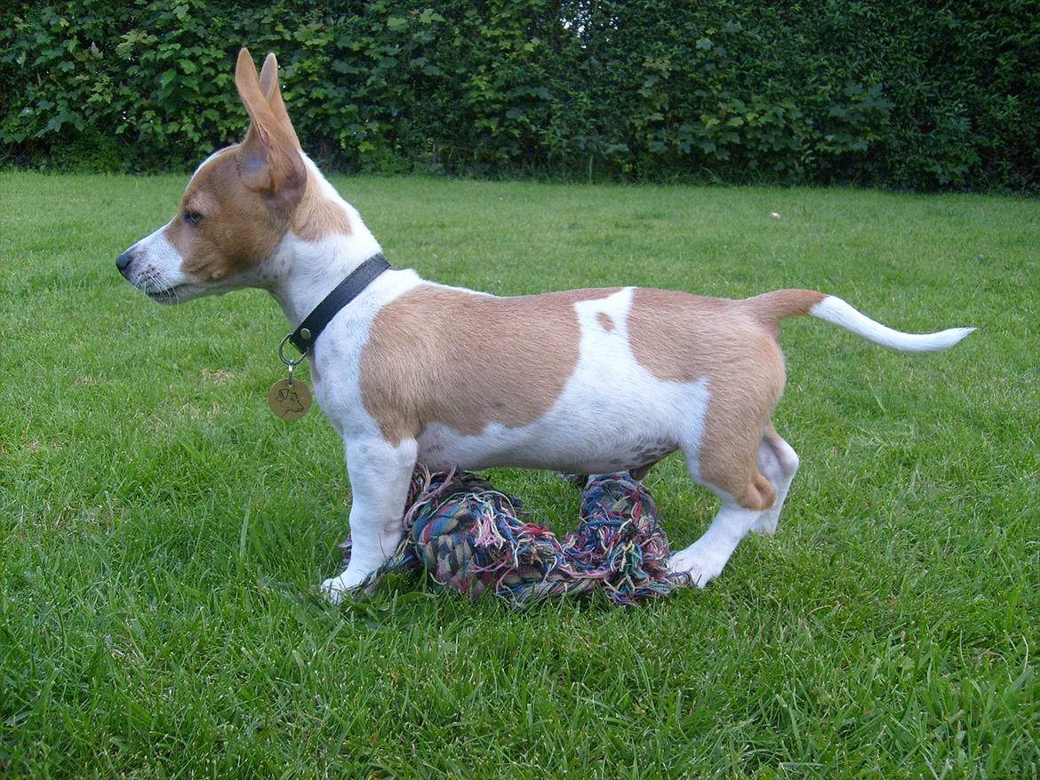 Jack russell terrier Zippo (forsvundet) - Jamen er det? billede 5