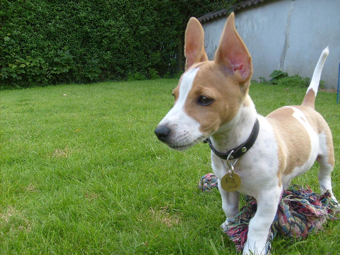Jack russell terrier Zippo (forsvundet) - Ja det er fugle, om lidt angriber jeg dem! billede 6