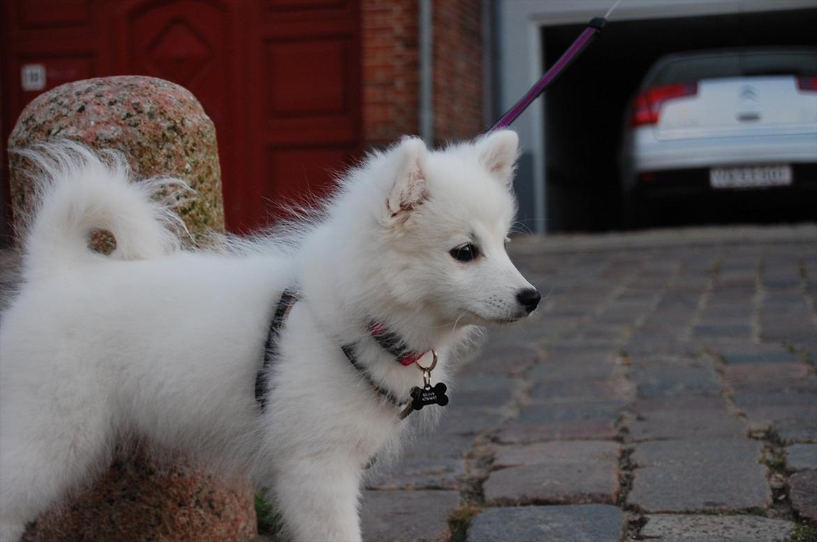 Japansk spids Selina - Min fine pige! billede 17