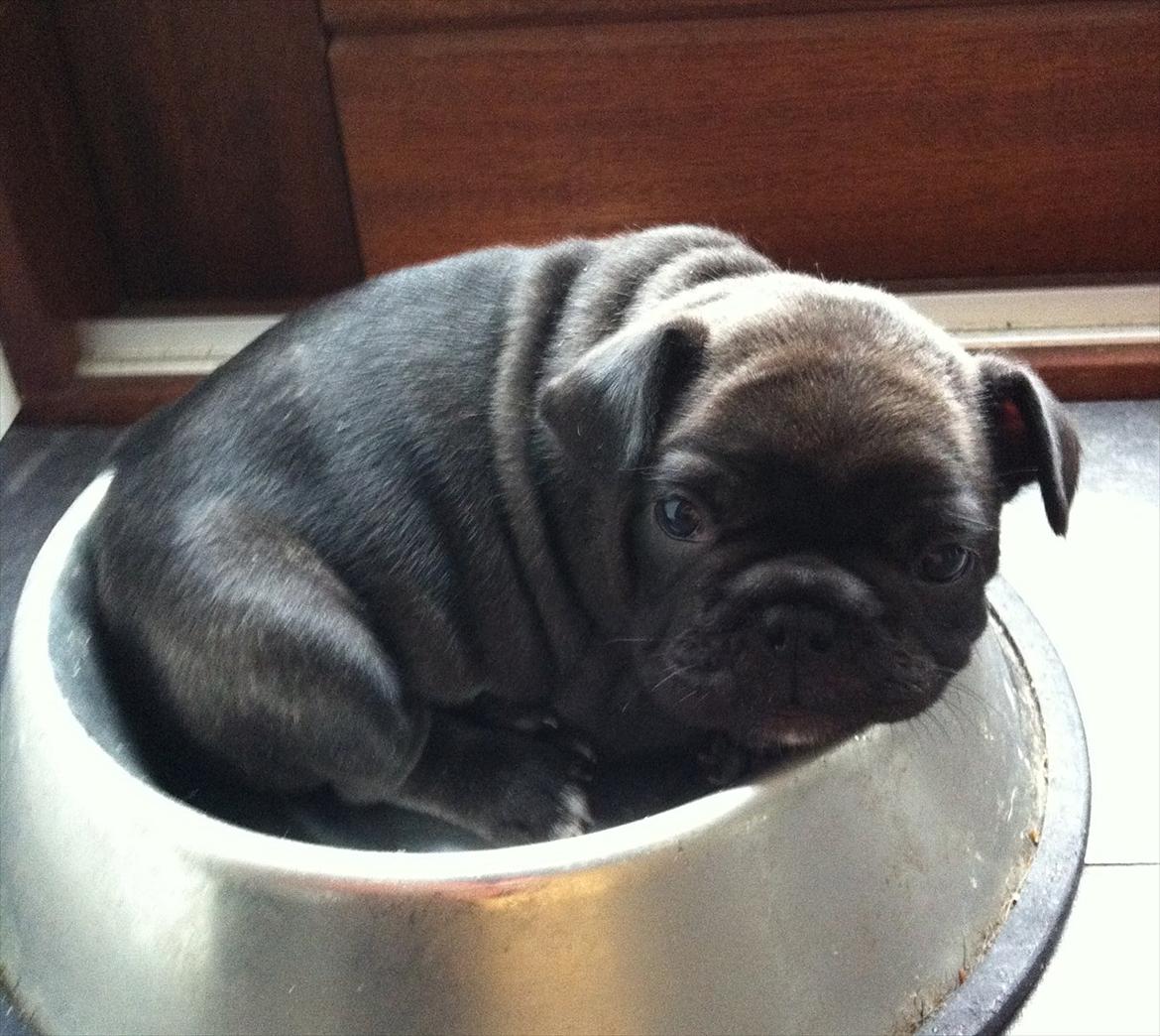 Fransk bulldog Liló billede 3