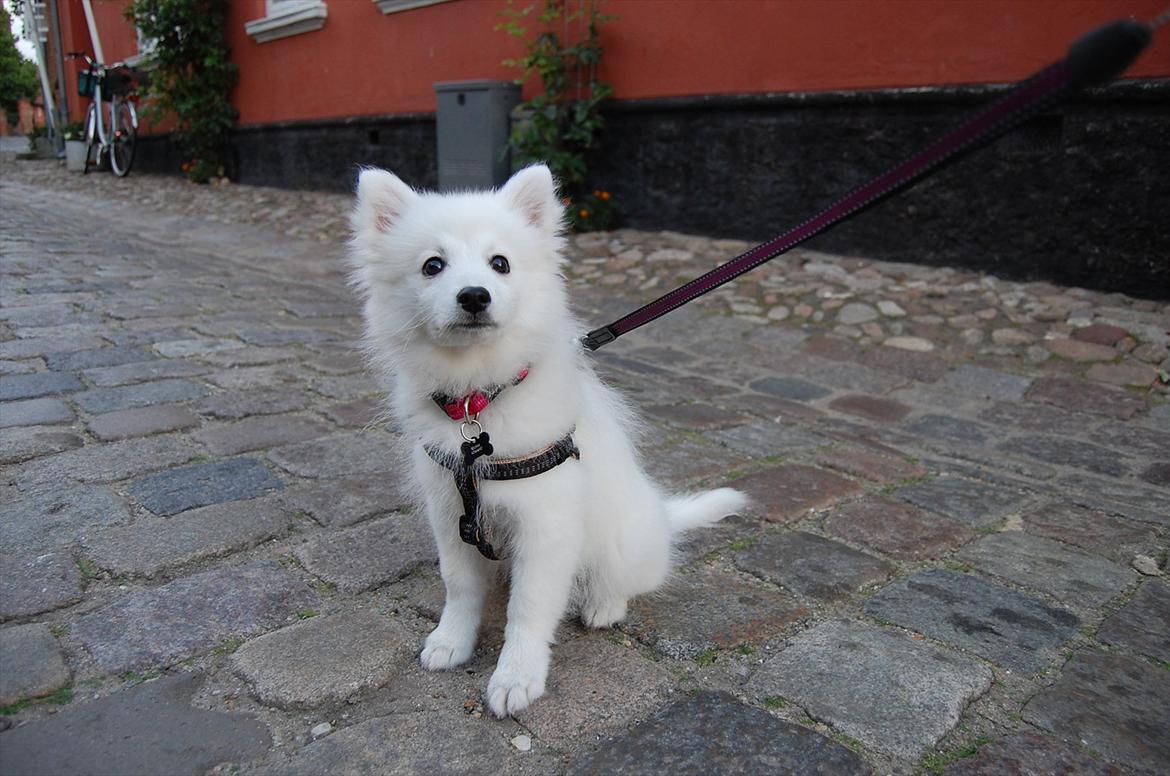 Japansk spids Selina billede 18