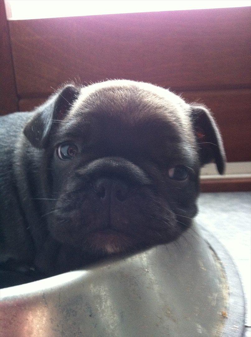 Fransk bulldog Liló billede 4