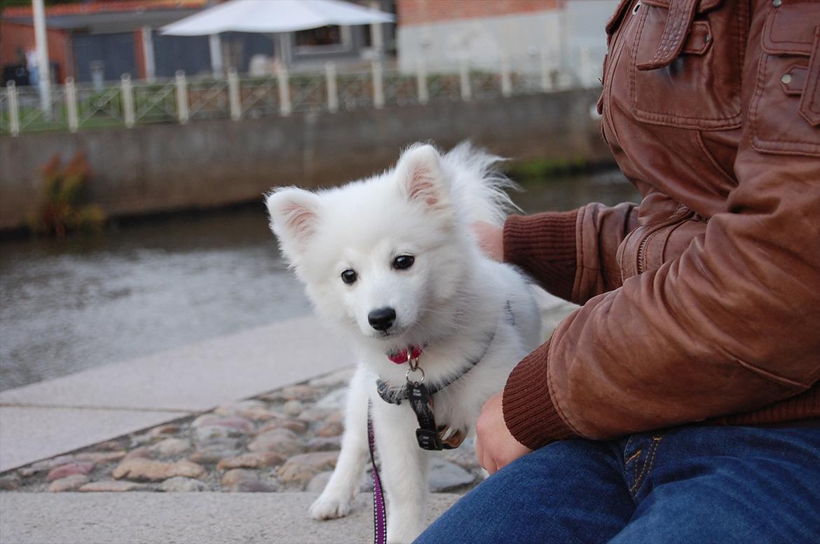 Japansk spids Selina - HUH? billede 19