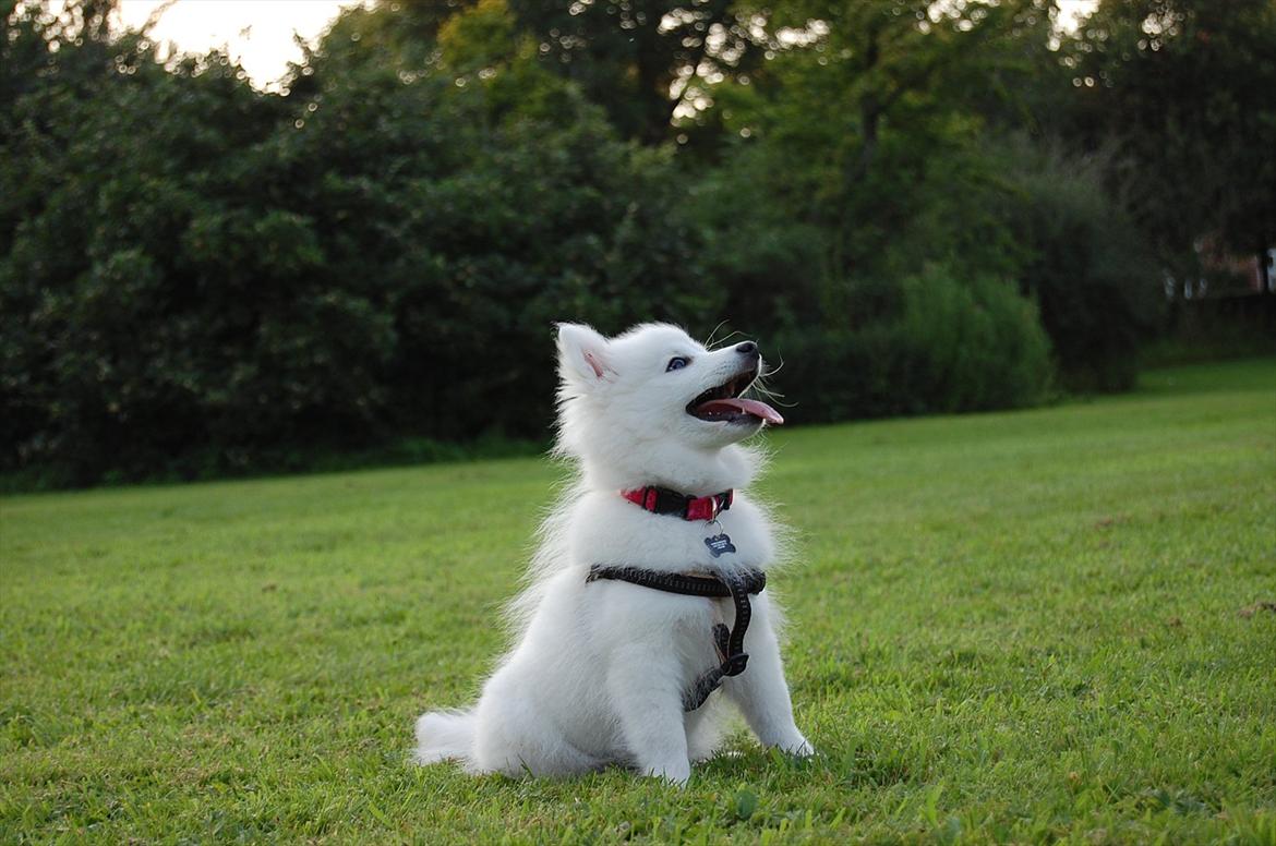 Japansk spids Selina billede 20