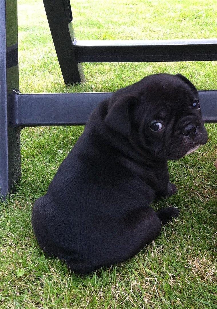 Fransk bulldog Liló billede 5