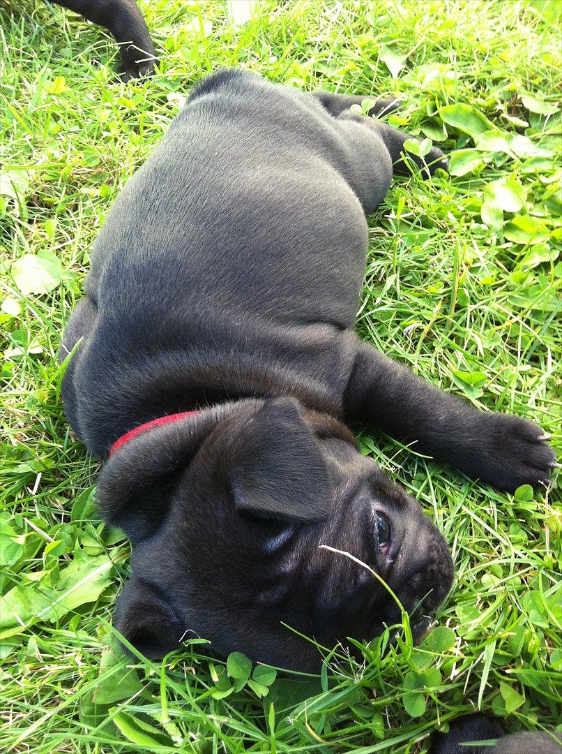 Fransk bulldog Liló billede 6