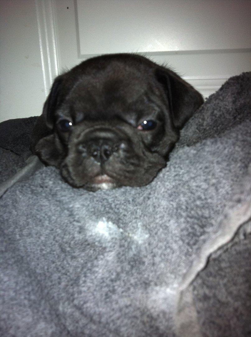 Fransk bulldog Liló billede 7