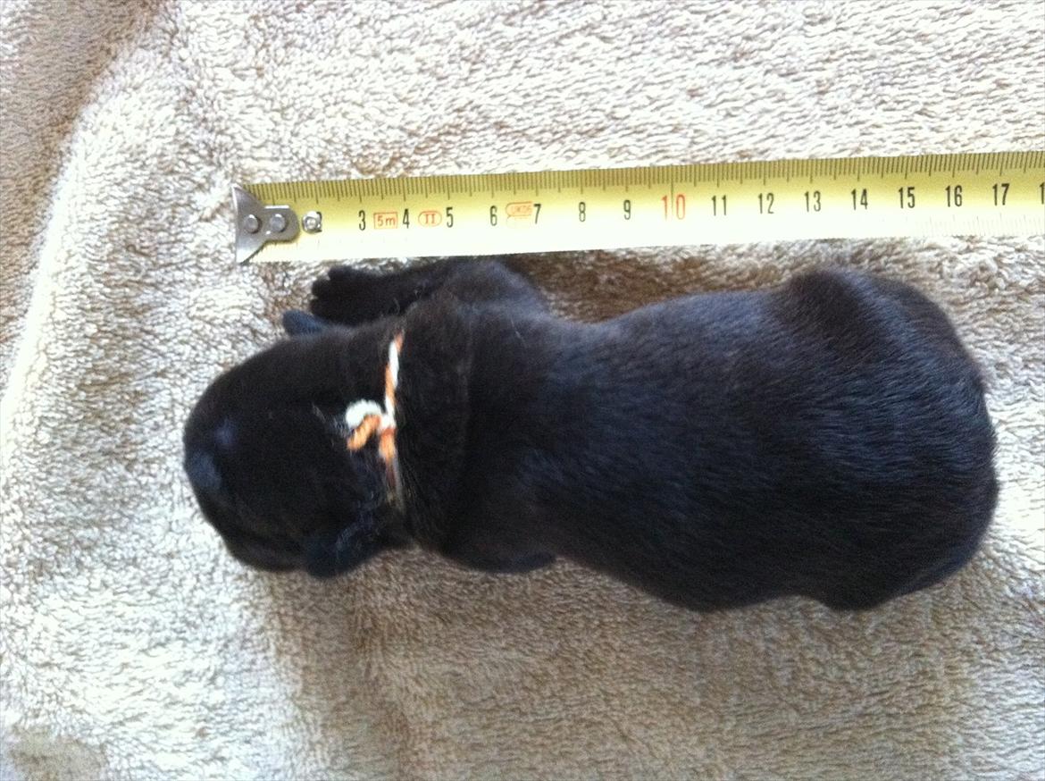 Fransk bulldog Liló - Her er jeg kun 3 dage gammel. billede 8