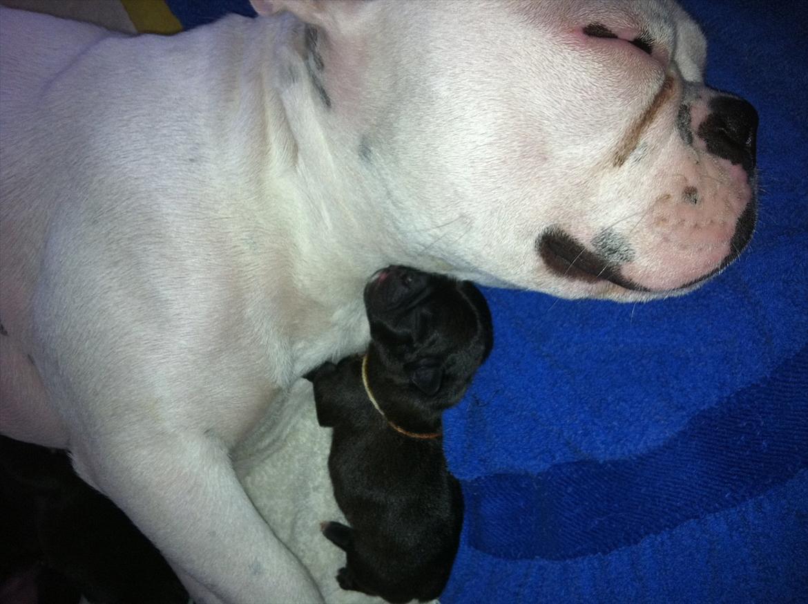 Fransk bulldog Liló billede 9