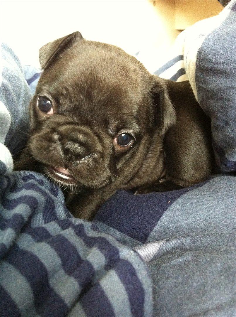 Fransk bulldog Liló billede 10