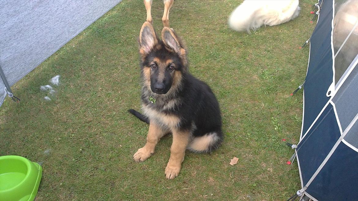 Schæferhund Diesel - Diesel er med på camping for første gang og han var bare så dygtig  billede 8