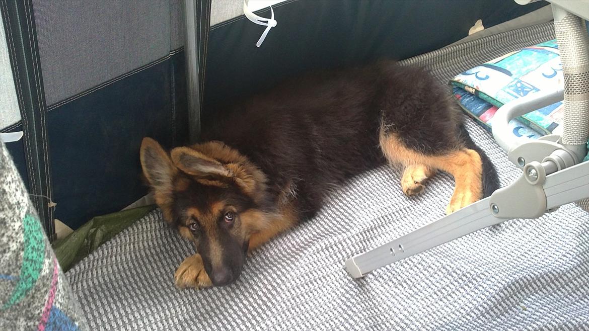 Schæferhund Diesel - Og nu bliver der slappet af billede 9