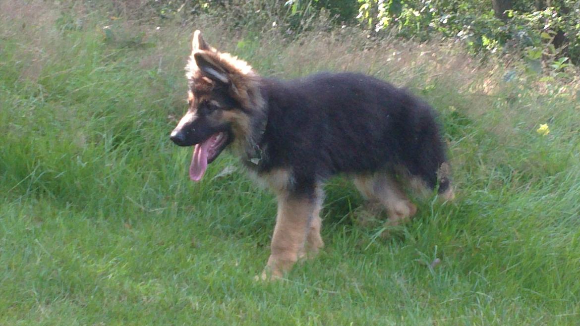 Schæferhund Diesel billede 10