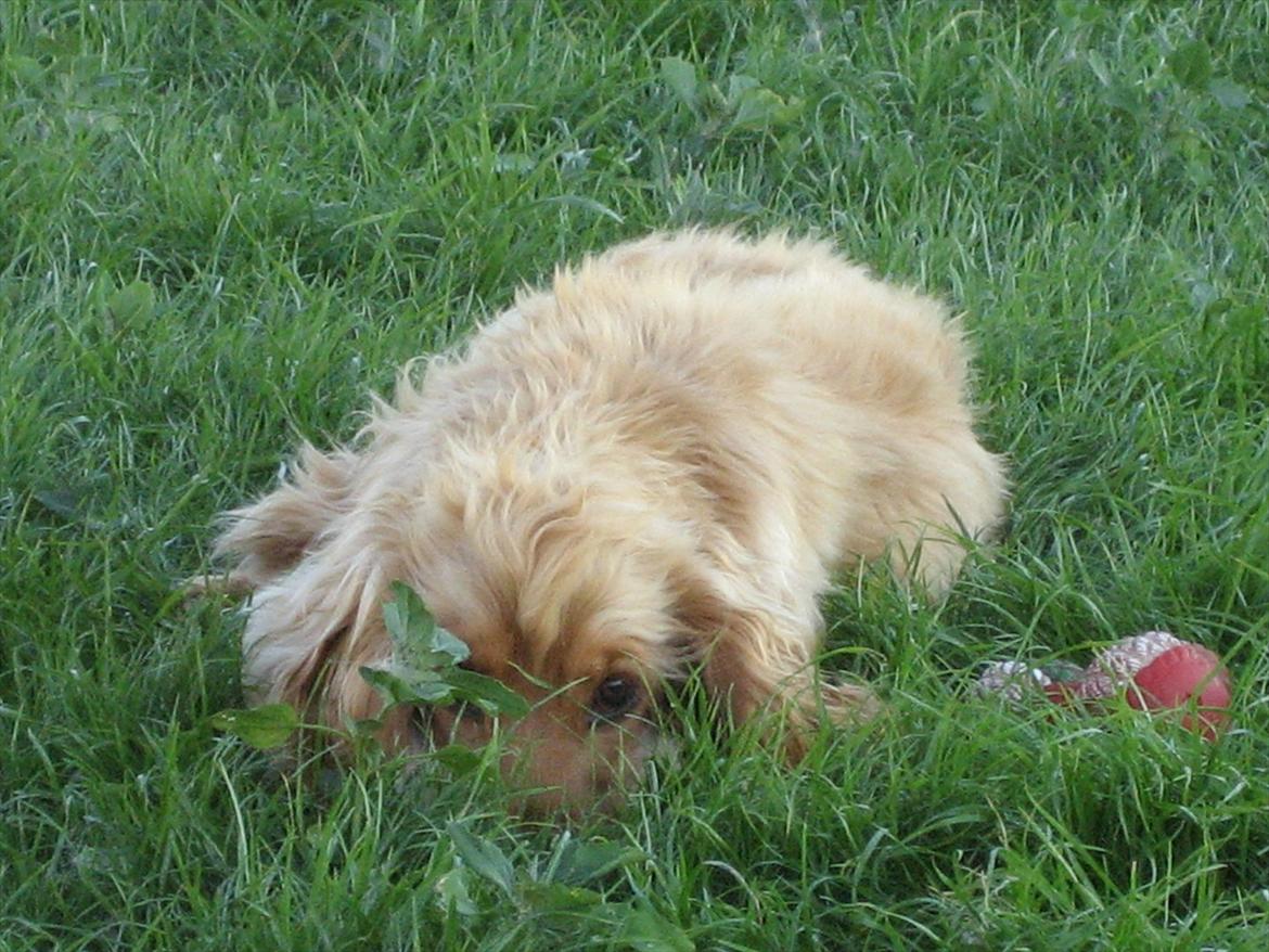 Cocker spaniel Nala (passer) billede 7