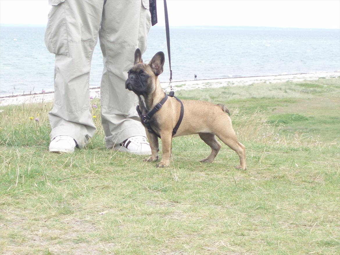 Fransk bulldog Magda - Så er der vist en anden hund i syne, som man meget gerne vil lege med(: billede 16