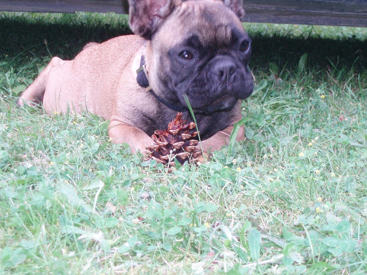 Fransk bulldog Magda - En lækker grankogle er indfanget og skal nu gnaskes godt! billede 20