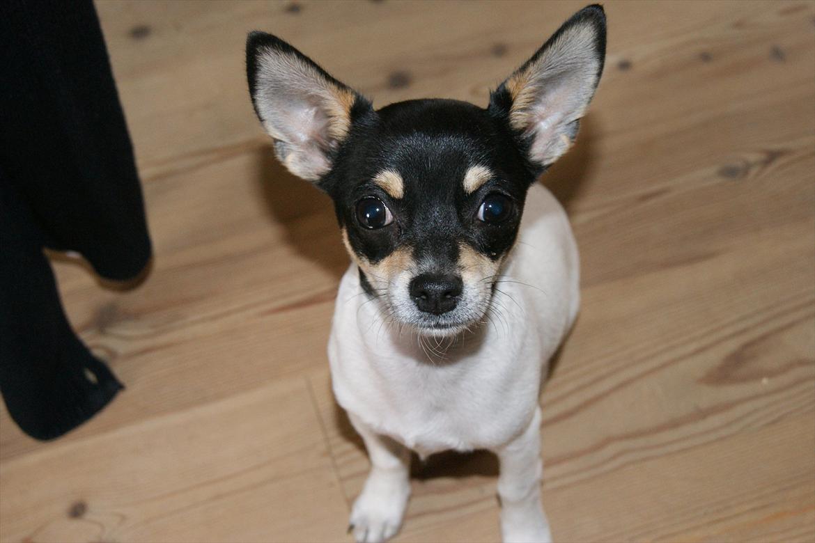 Chihuahua Flowers Kato billede 5