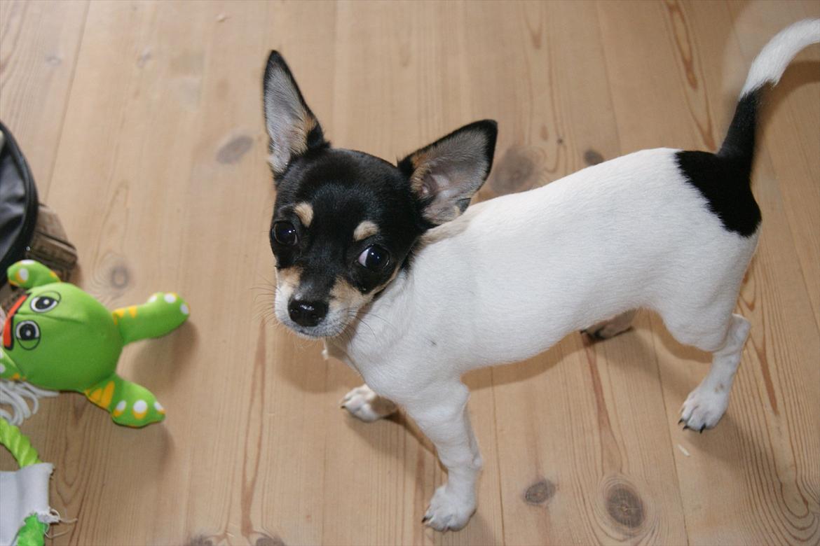 Chihuahua Flowers Kato billede 7