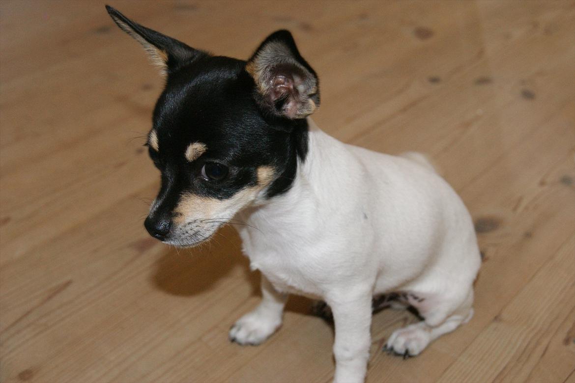 Chihuahua Flowers Kato billede 8