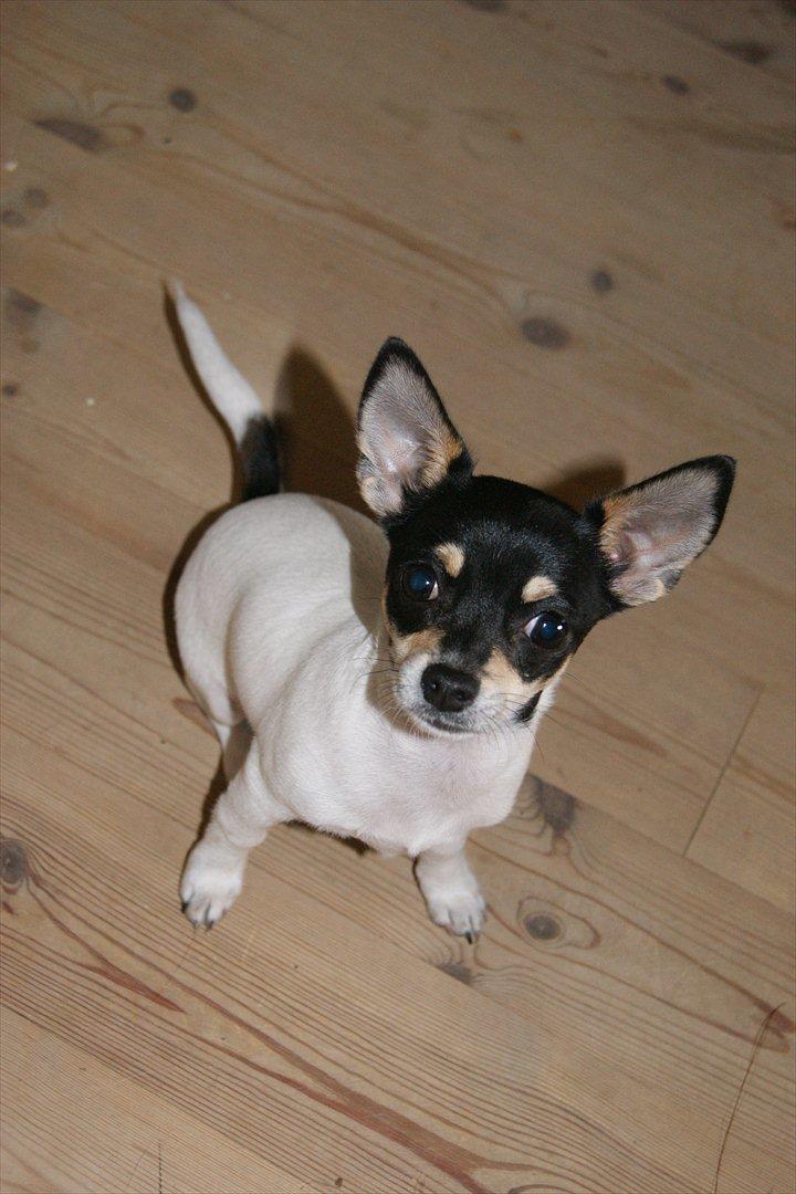 Chihuahua Flowers Kato billede 9