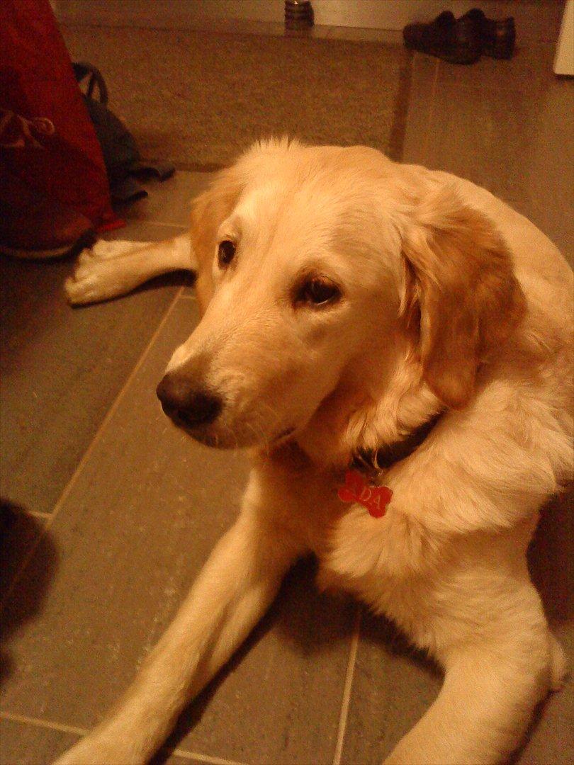 Golden retriever Ada billede 1