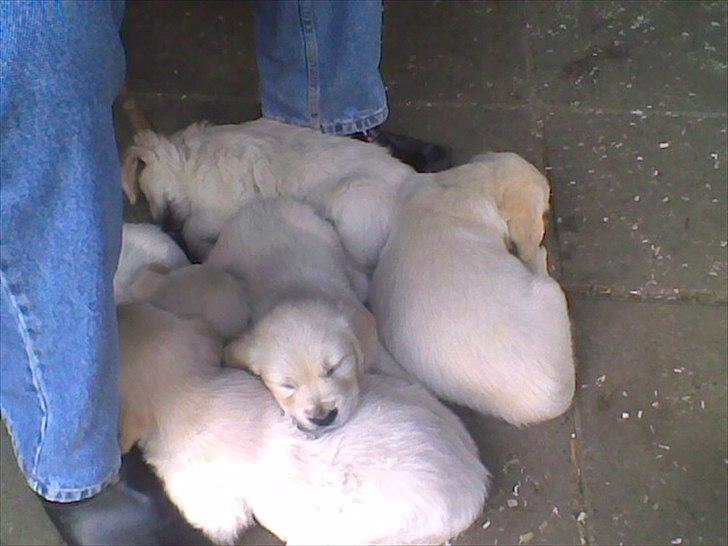 Golden retriever Ada - Her er Ada sammen med sine søstre inden vi fik hende hjem :) billede 2