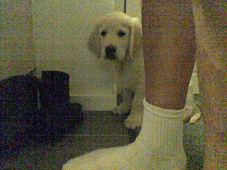 Golden retriever Ada - Første weekend hjemme hos os :) billede 3