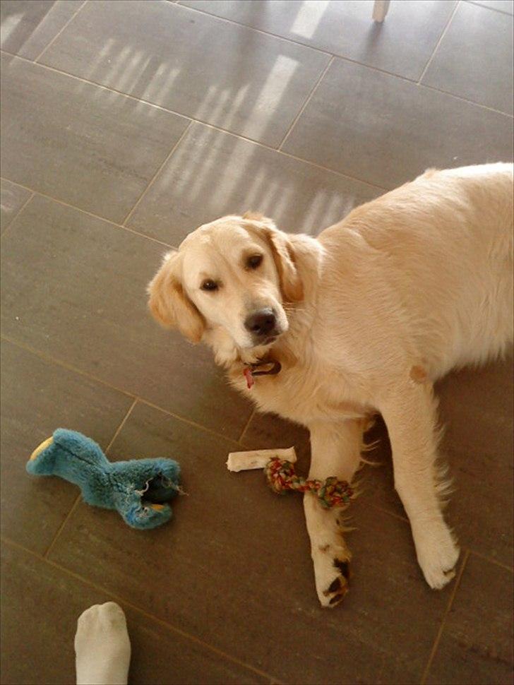 Golden retriever Ada billede 4