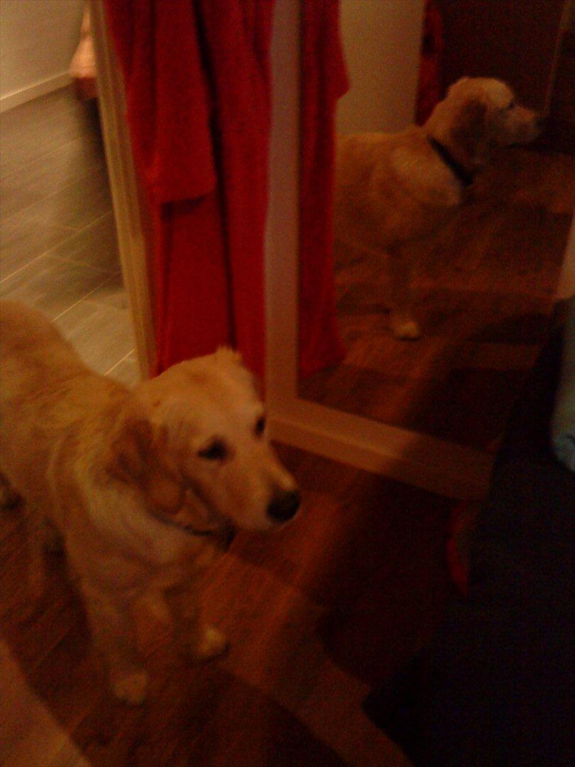 Golden retriever Ada billede 5