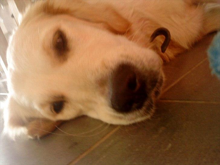 Golden retriever Ada - En af de ikke helt sjældne øjeblikke, hvor Ada smider sig på gulvet i køkkenet, så alle skal passe på ikke at falde over hende :P billede 6