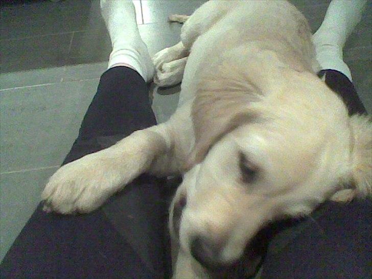 Golden retriever Ada billede 7