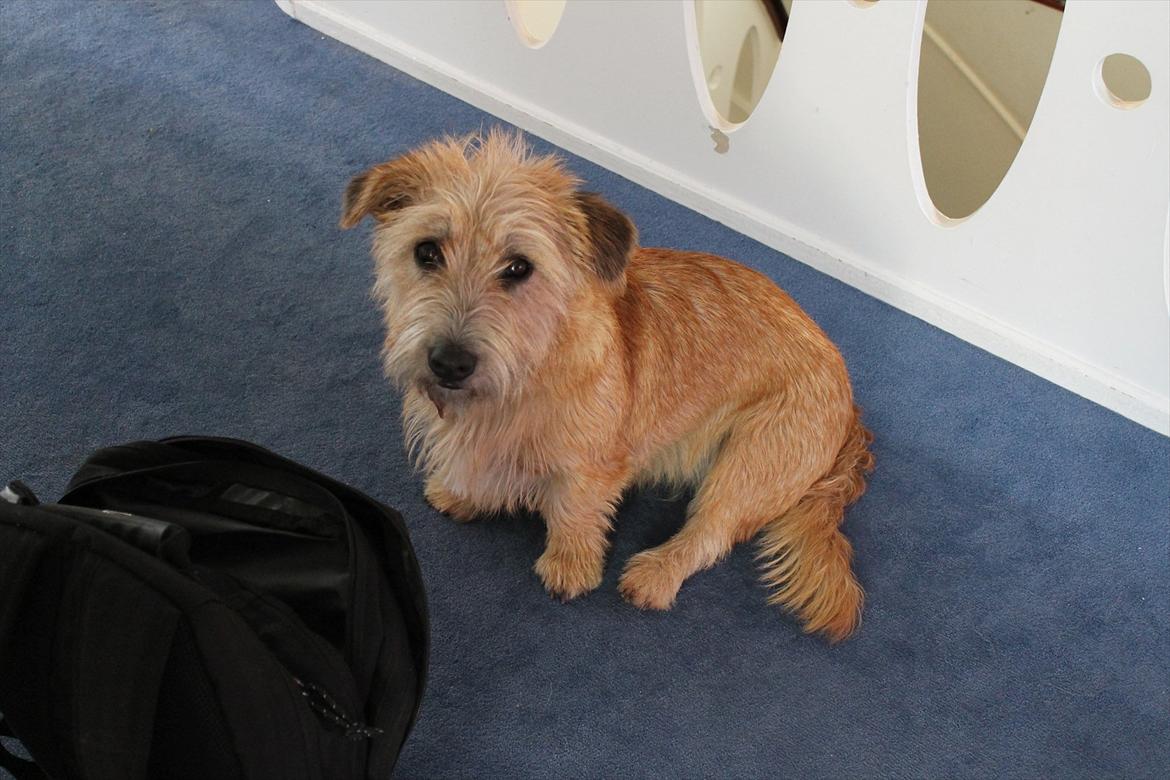 Irish Glen of Imaal Terrier Aiofe (Aifi) - Smukke, trætte Aifi :o) billede 2