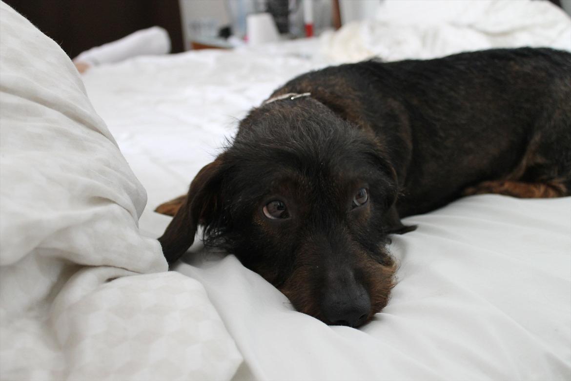 Gravhund Atempo's Yana (Jarna) - Velkommen til Jarnas profil :) billede 1