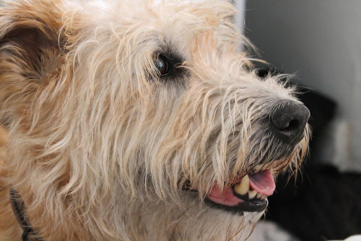 Irish Glen of Imaal Terrier Mac Nally's Ailbhe (Alva) - Close-up :) billede 4