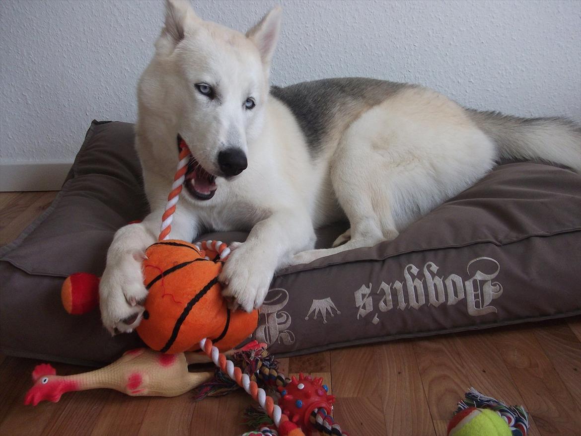 Siberian husky Novo billede 6